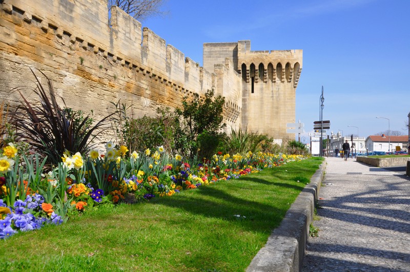 Flores em Avignon