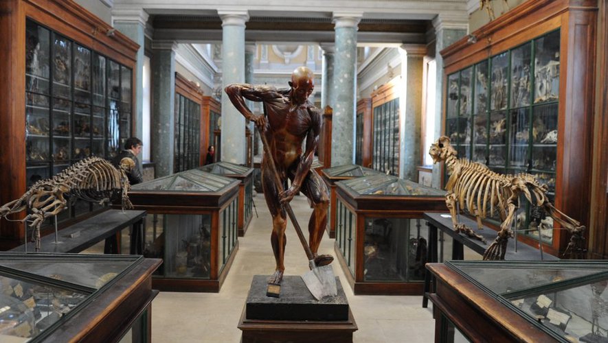 Museu de Anatomia