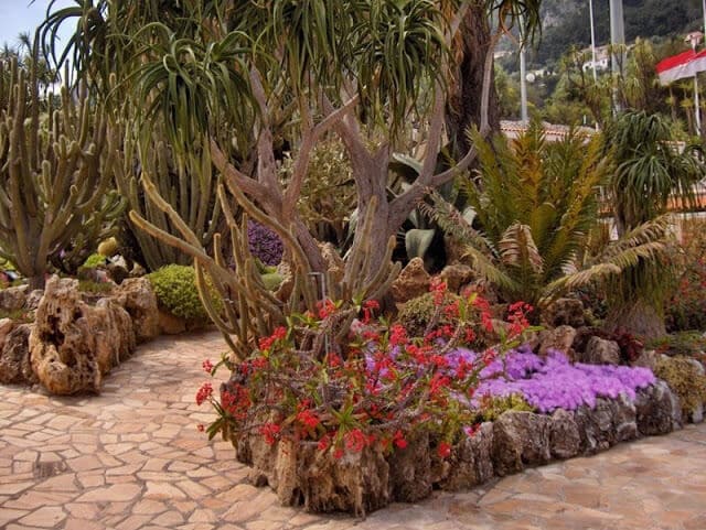 Plantas do Jardim Exotique em Mônaco
