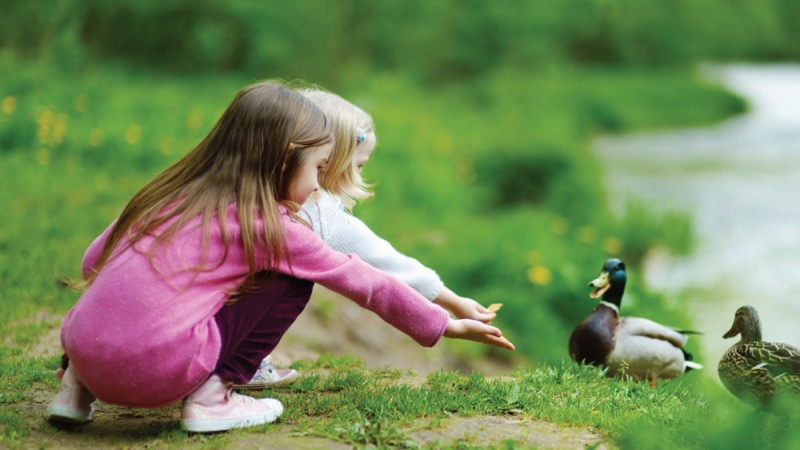 Crianças com patos no parque